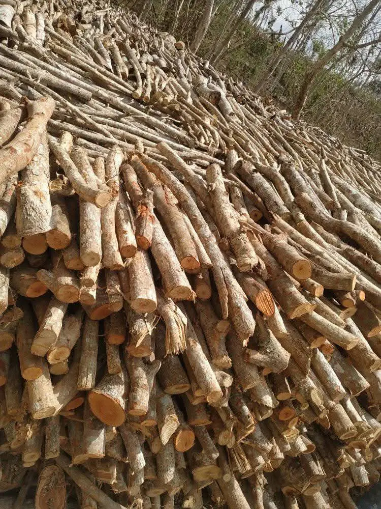 Arundaya Global Fortune